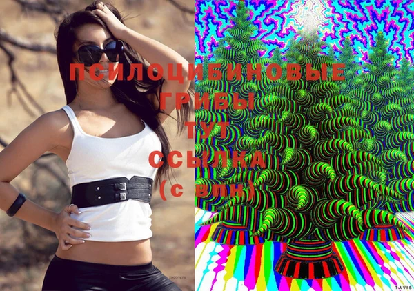 apvp Аркадак